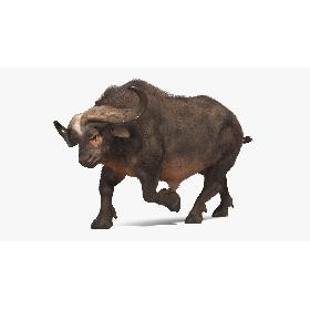 African Buffalo Attacking Pose with Fur 3D model
